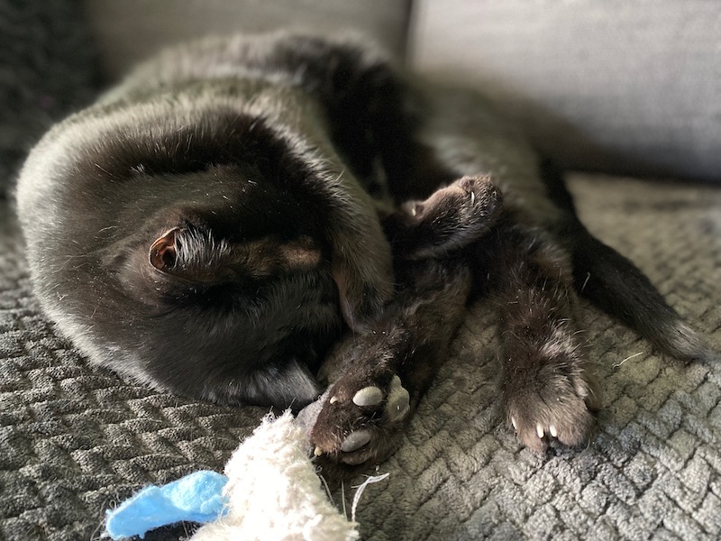 Salem lors de mon départ qui préfère dormir que de me faire un câlin